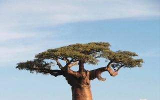 Баобаб — описание и фото гигантского долгоживущего дерева 10 самых интересных фактов о дереве баобаб